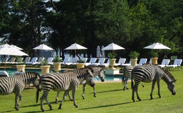 Where else but in Zambia, Africa would one see zebras grazing around a posh swimming pool?!  Photo by UK photographer Andrea Davis.